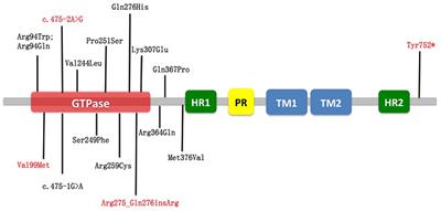 The Genotype and Phenotype Features in a Large Chinese MFN2 Mutation Cohort